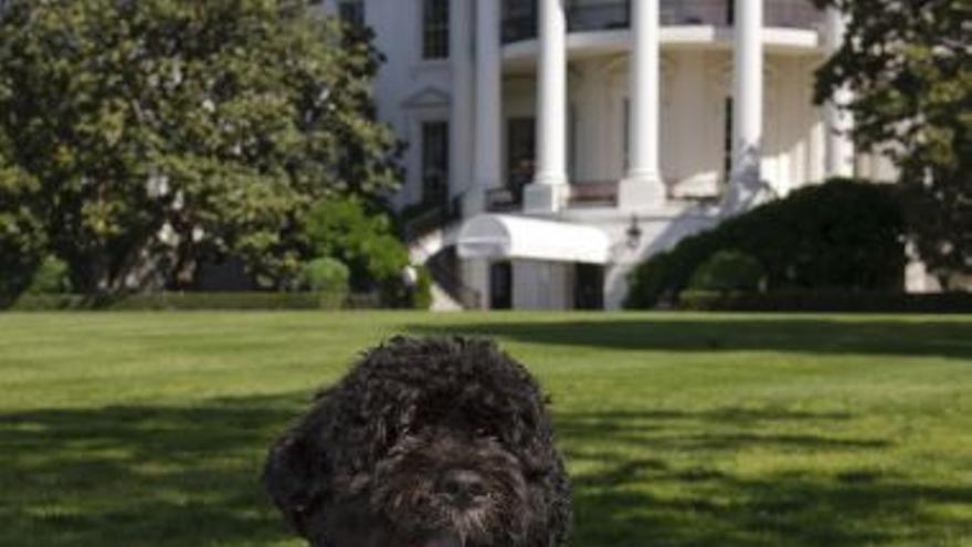 &#039;Bo&#039;, el perro de Obama, valorado en unos 1.300 euros