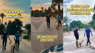 En Elche la cabra no siempre tira al monte: capturada una en la universidad