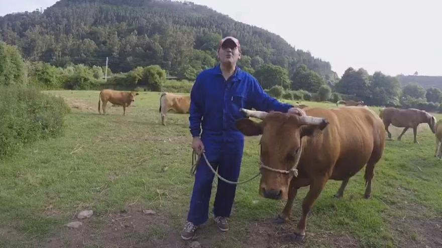 La caca de la vaca tiene premio en Pravia