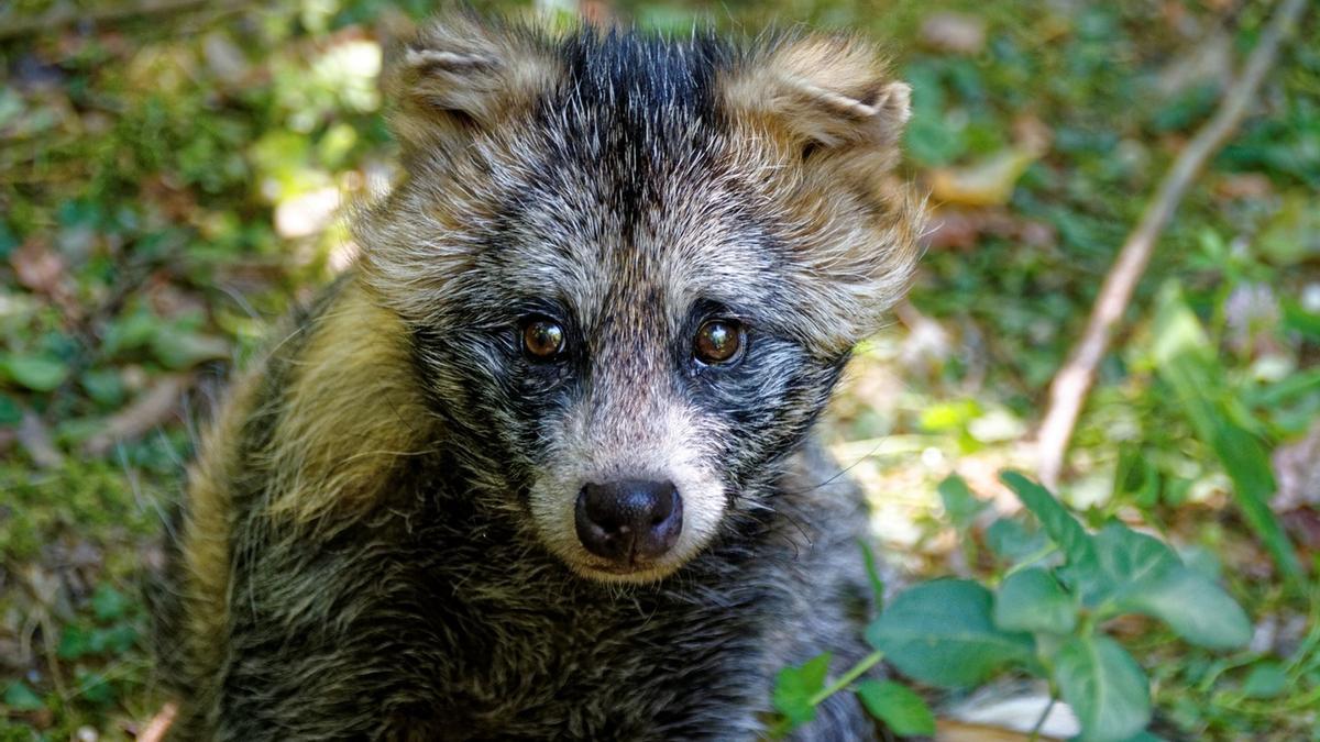 PERROS MAPACHES | El animal que se encuentra en el centro del misterio del COVID-19