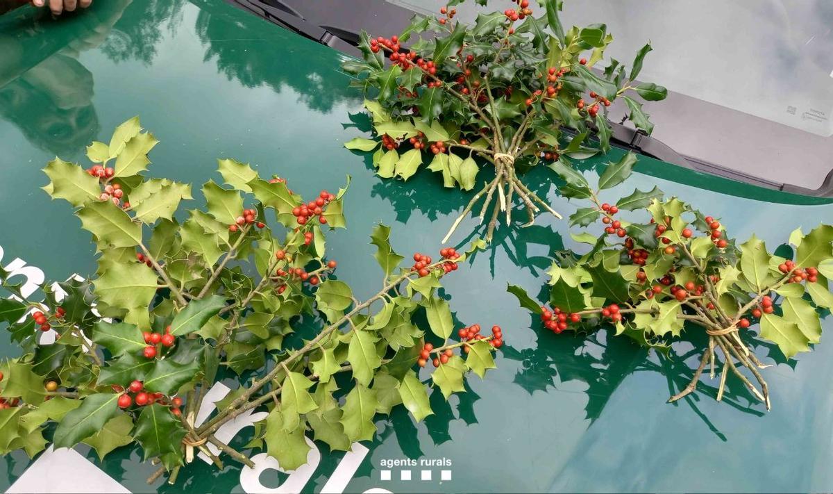 Acebo intervenido por Agentes Rurales