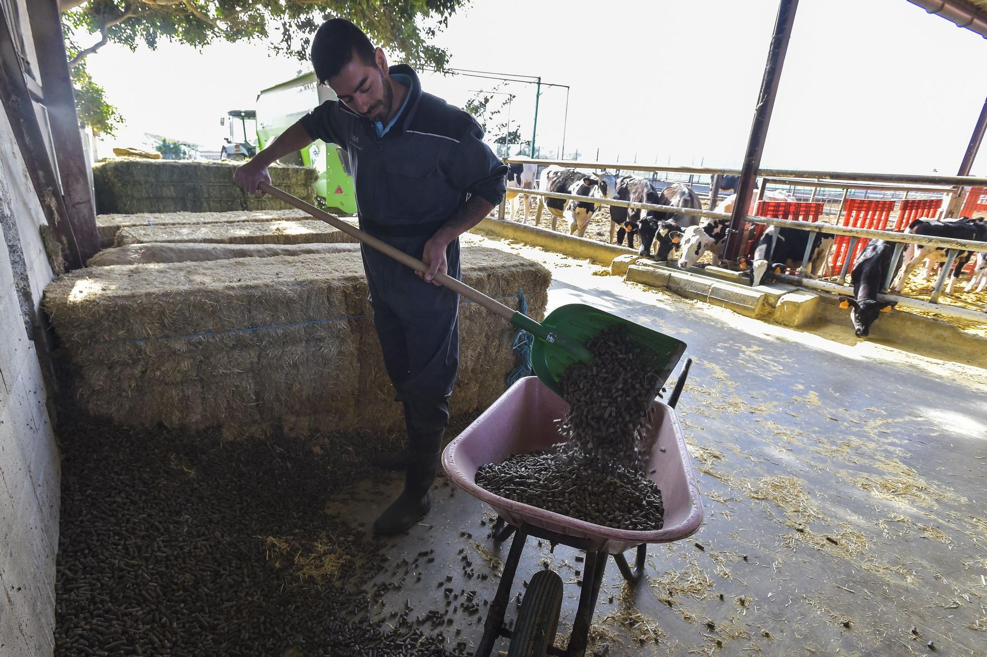 Granjeros Benito: Consecuencias de la huelga de transportes