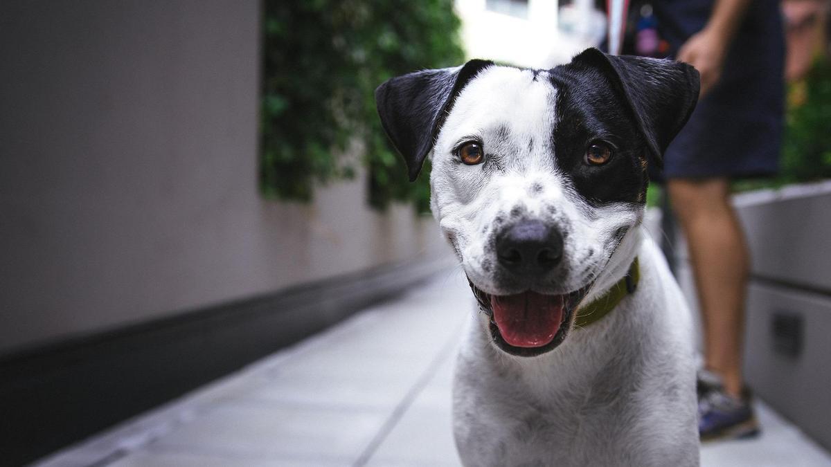 Así sabrás si tu perro es de raza.