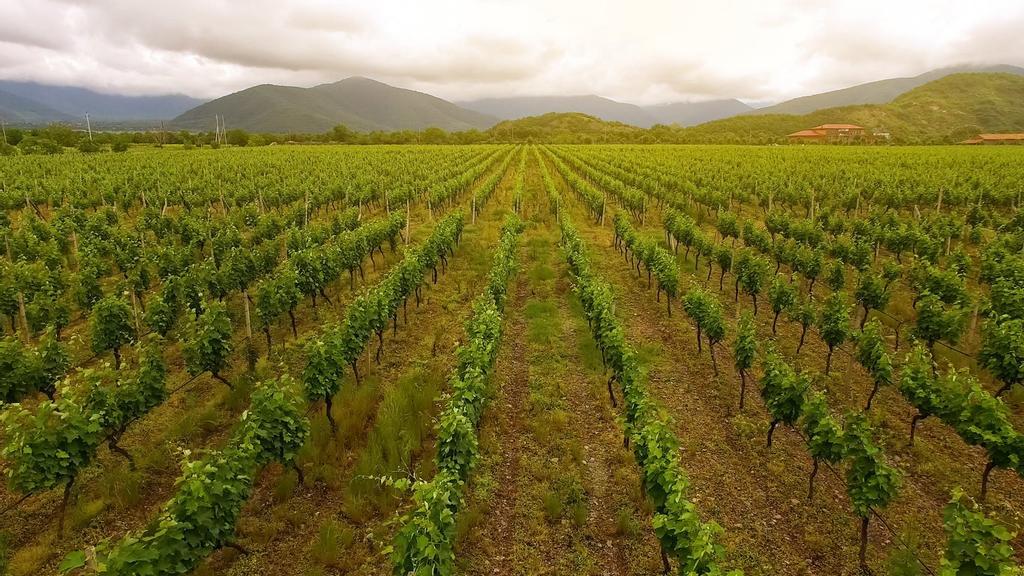 Viñedos en Georgia