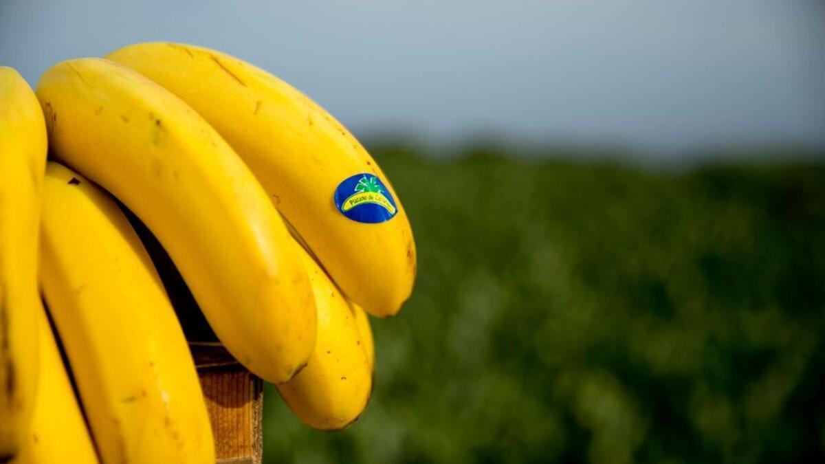 Plátano de Canarias.