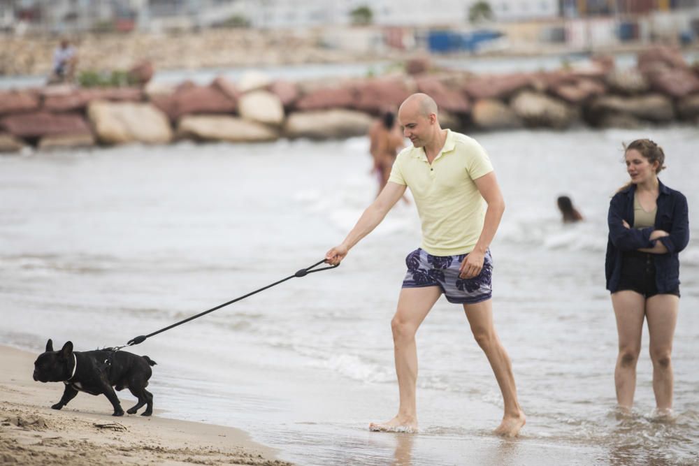 Ambiente en la playa para perros de Pinedo