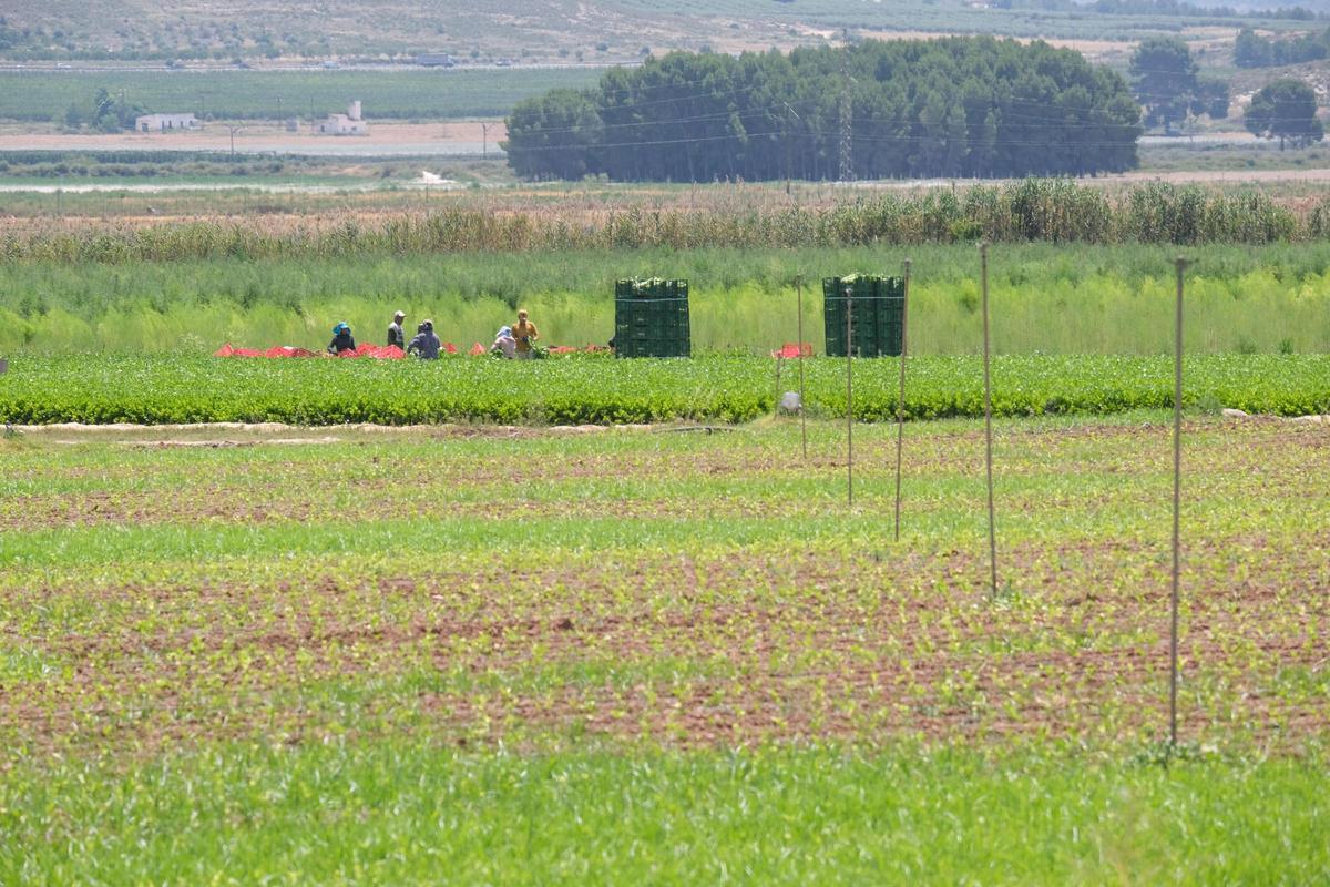 Paisaje de campos de cultivo en Villena (Alto Vinalopó)