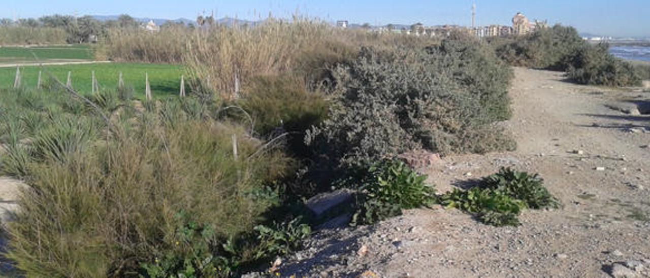 Planean un festival de música en un paraje junto a la playa de Alboraia que será parque protegido