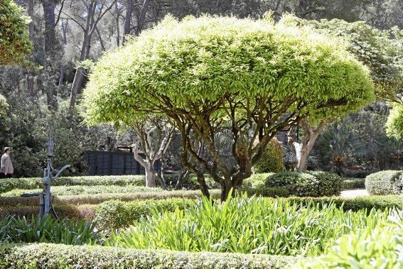 Lustwandeln wird zum Bürgerrecht. Die Gärten der königlichen Sommerresidenz in Palma öffnen erstmals für Besucher. Darüber freuen sich nicht nur Botanik-Fans, denn mit Skulpturen von Joan Miró kehr