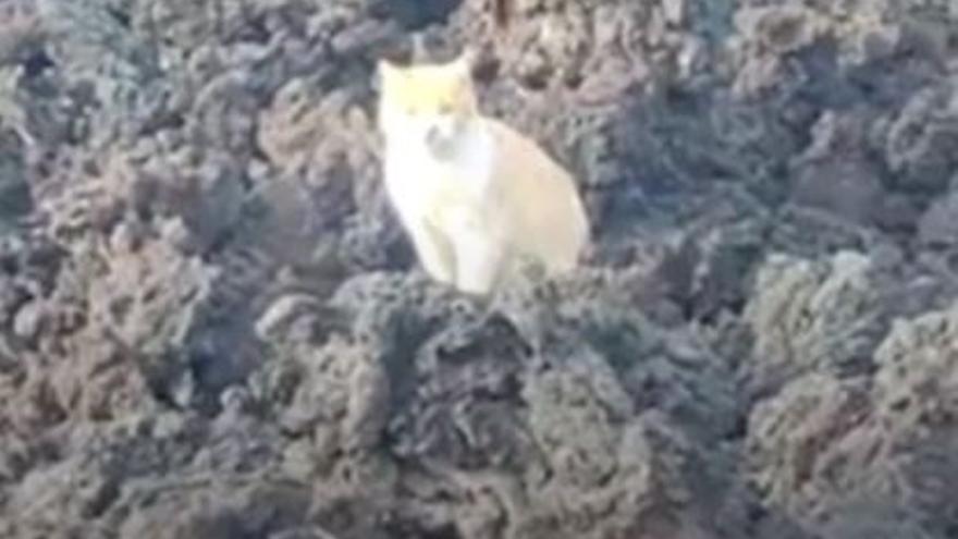 La curiosidad de un gato le anima a ser el primero en pasear sobre las coladas de La Palma