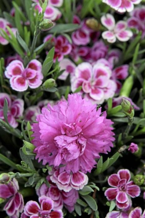 In ihrem Garten bei Sencelles züchtet Heide Göbel wilde Kräuter, Gemüse sowie Zierpflanzen mit Blüten, die nicht nur essbar sind, sondern richtig gut schmecken.