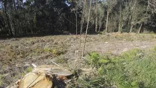 El Concello de Arteixo abre expediente por dos talas no autorizadas en Morás