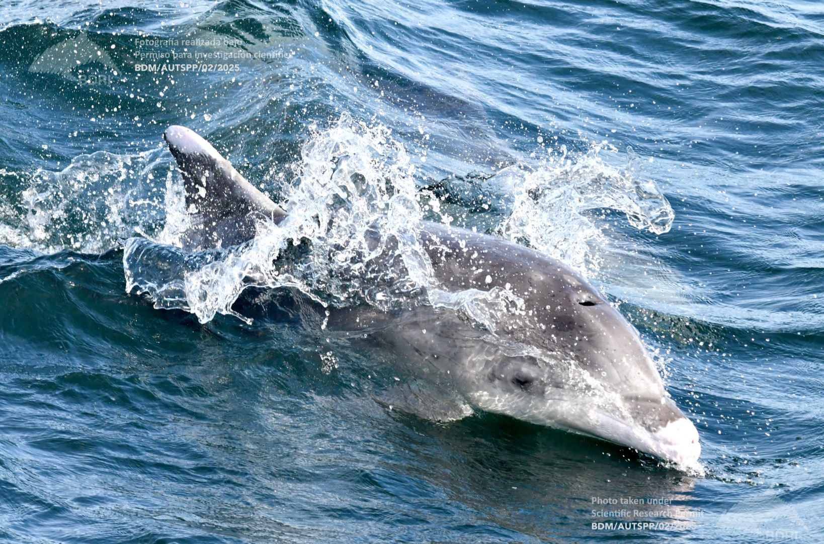 Biólogos, doctores y estudiantes del BDRI hacen un estrecho seguimiento de los mamíferos marinos en las rías de Vigo, Pontevedra y Arousa.