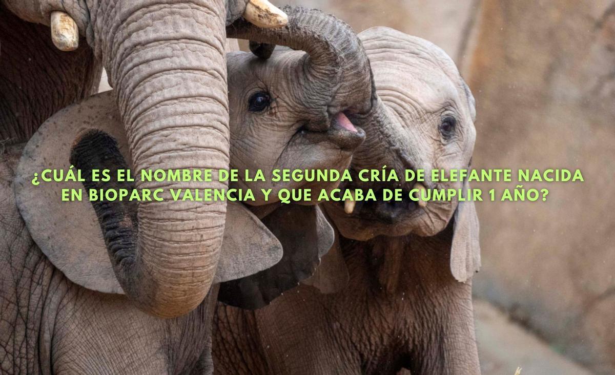 Pregunta que hay que responder para participar en el sorteo de BIOPARC Valencia.