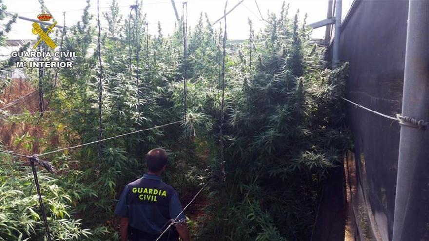 Requisan en 4 años en Córdoba 14.521 plantas de marihuana