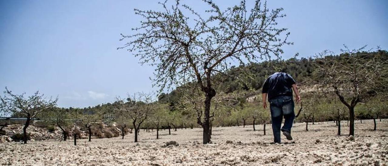 Un agricultor camina por su explotación, reseca por la falta de lluvias y riego en una de las sequías más graves de la historia.