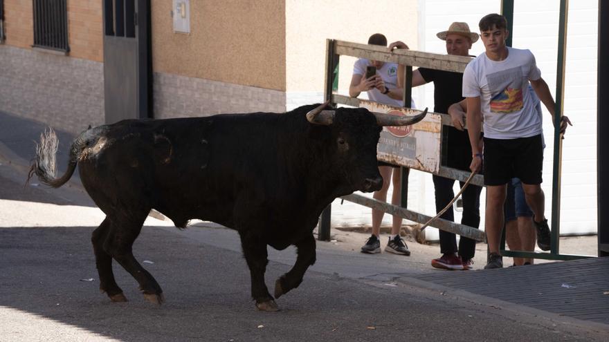 GALERÍA | Las mejores imágenes del encierro de La Bóveda de Toro