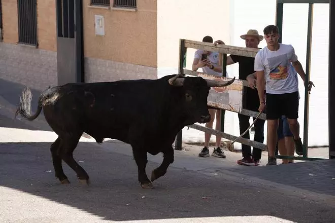 La Bóveda presume de gallardía en su encierro urbano