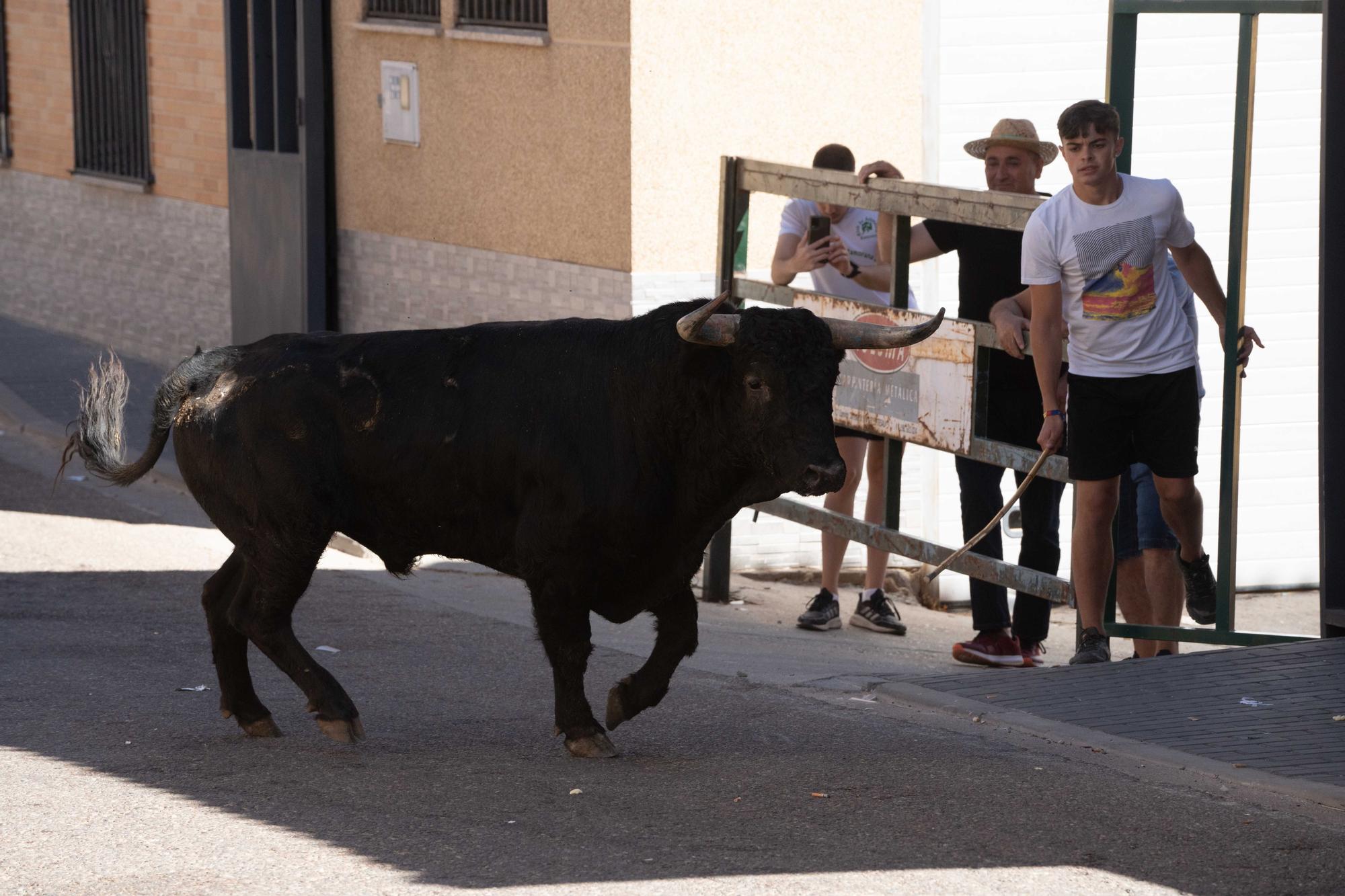 GALERÍA | Las mejores imágenes del encierro de La Bóveda de Toro