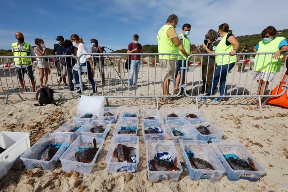 Liberadas en Ibiza 26 tortugas de la primera puesta registrada en Baleares