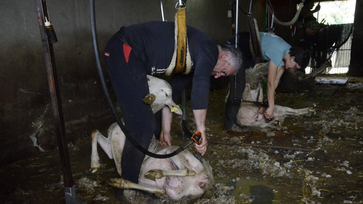 Esquilar les ovelles per a no-res: "A la llana li falta la indústria"