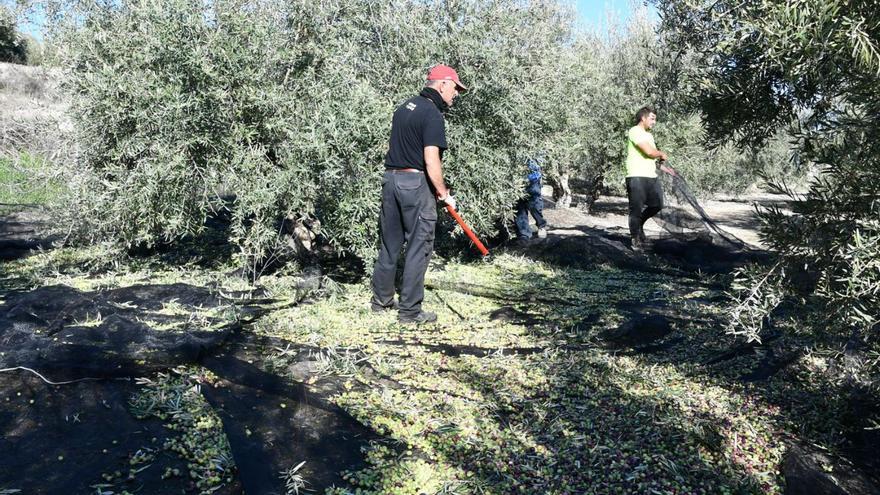 Una cuadrilla trabaja en la recogida de la aceituna.