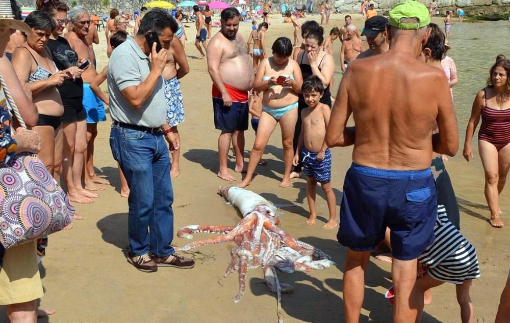 Un calamar gigante en una playa en Asturias