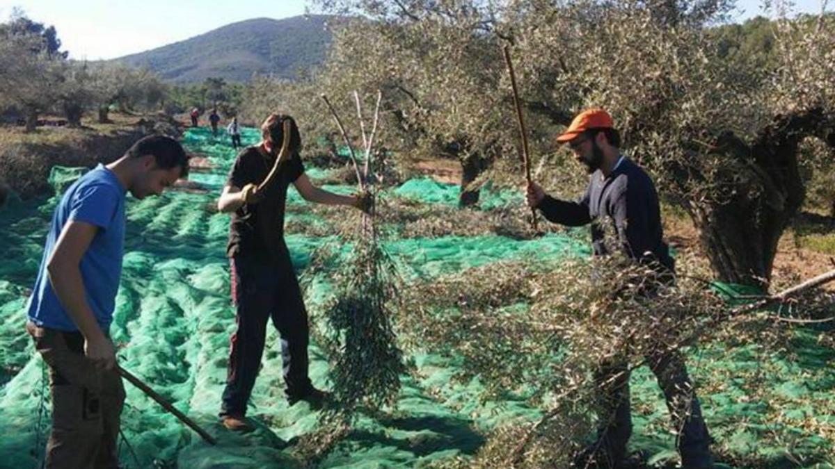 Explotación de olivares en Alicante.
| Juani Ruz