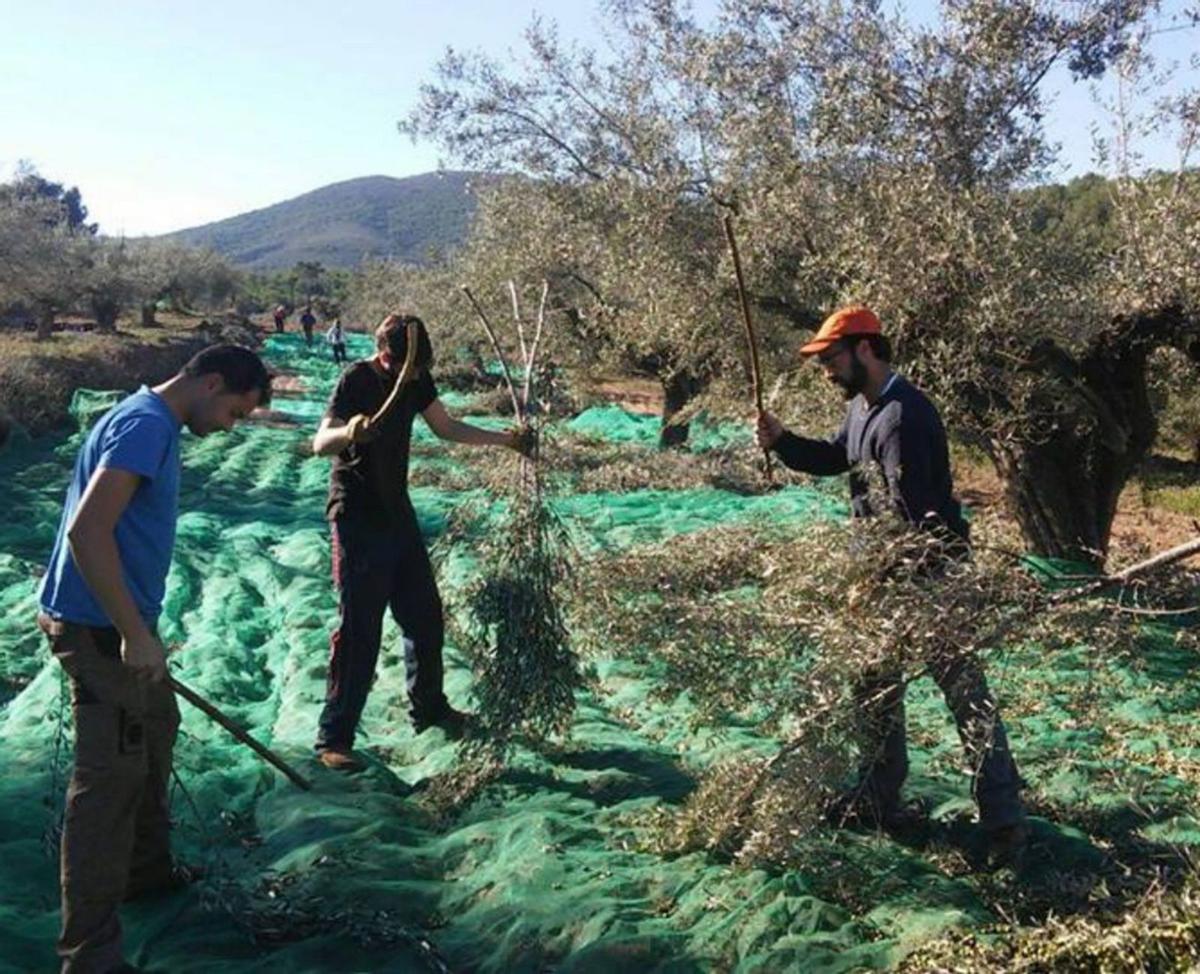 Explotación de olivares en Alicante.| Juani Ruz