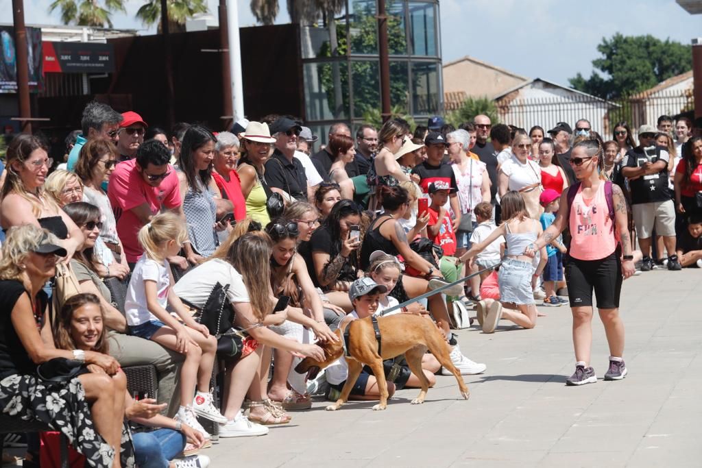 Pasarela de perros de adopción en Bioparc