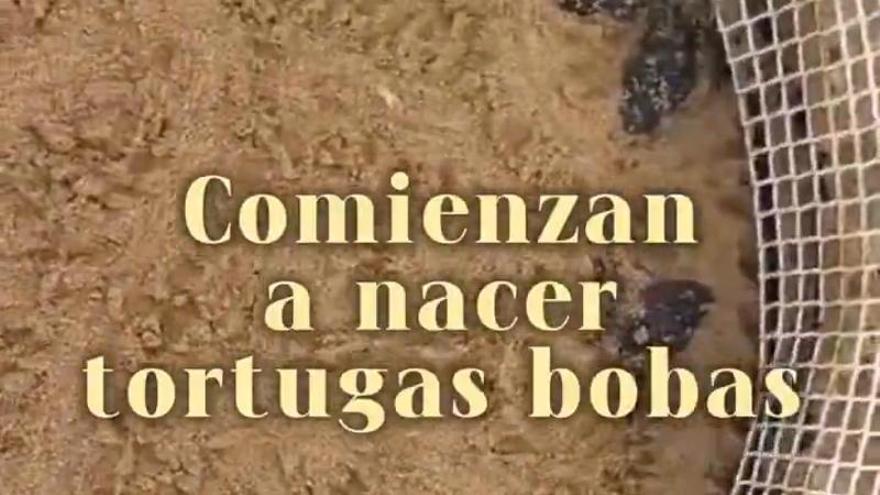 Nacen las primeras tortugas bobas en uno de los anidamientos de Calblanque: "Un nuevo regalo de la naturaleza"