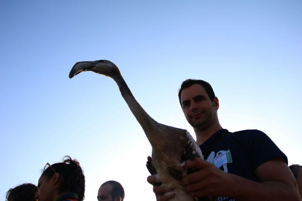 Unos seiscientos pollos de flamenco han sido anillados este sábado por voluntarios procedentes de toda España en la Reserva Natural Laguna de Fuente de Piedra,, actividad con la que la Junta realiza el seguimiento individual de estas aves y estudia diferentes aspectos de la biología de esta especie.