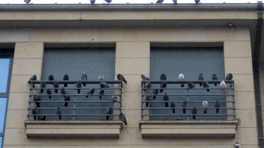 Colonia de palomas en el edificio próximo a la parada de taxis de A Bandeira.  // Bernabé/Javier Lalín