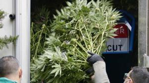 Plantacions de maria causen el 40% dels fraus de la llum