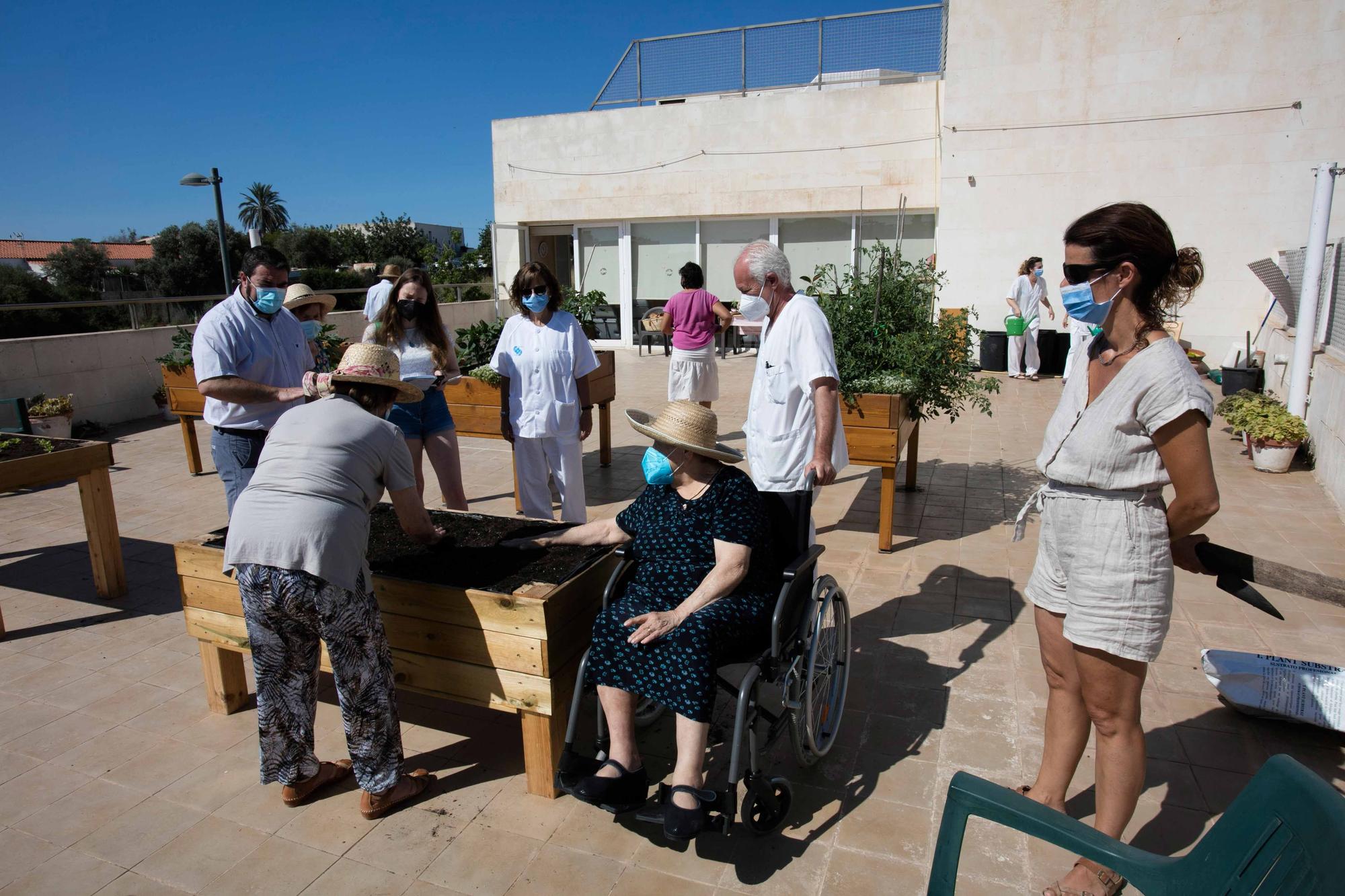 Huerto para mayores en Ibiza