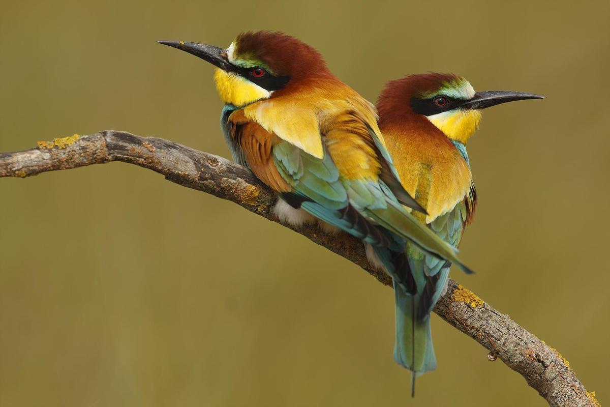 Una pareja de abejarucos