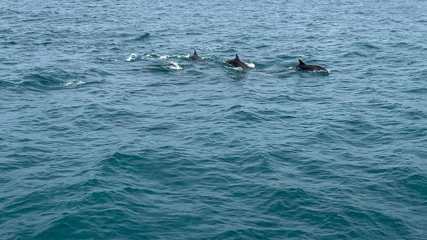 Avistan en Dénia 5 ballenas y dos grupos de delfines