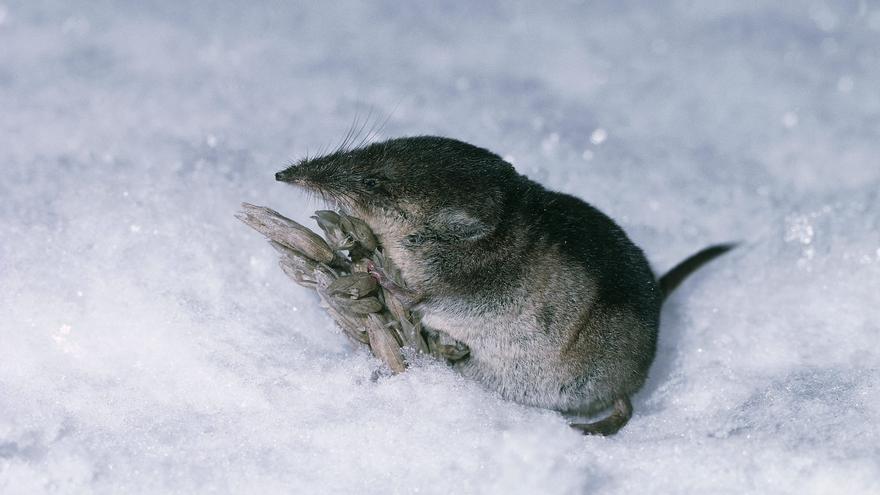 Descubren un diminuto ratón ártico que vivió en la era de los dinosaurios