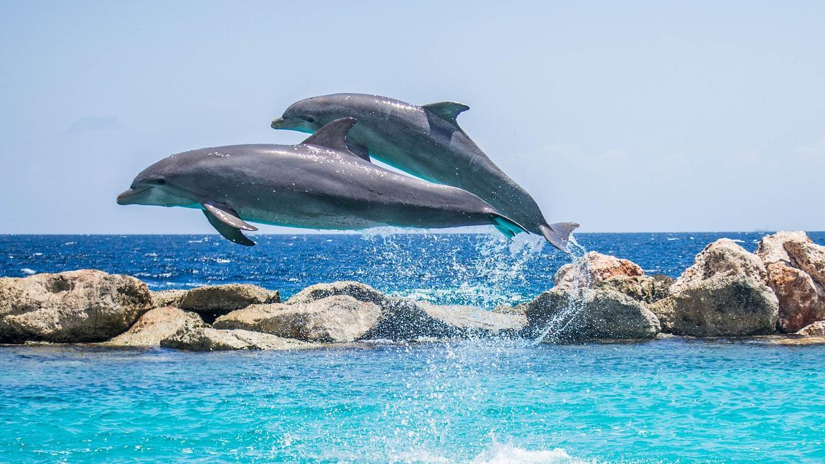 Dos delfines mulares realizan una pirueta.