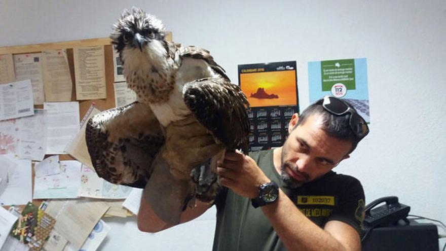 Un agente medio ambiental sostiene el águila pescadora.