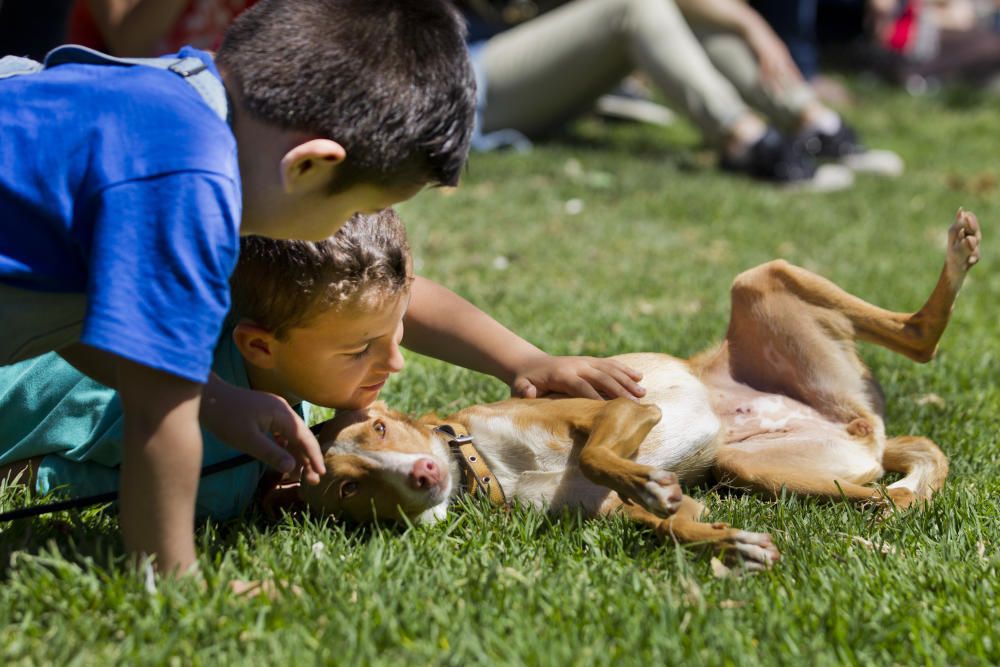 III Feria del Bienestar Animal en Valencia