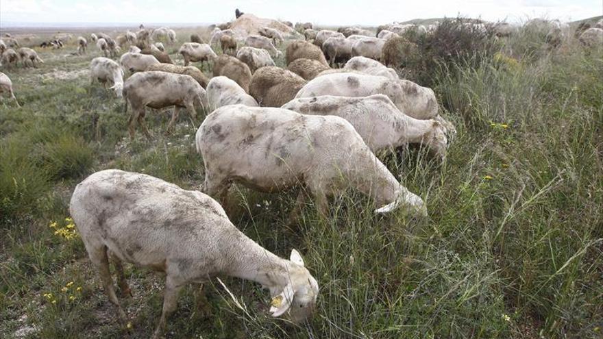 Una explotación de Nueno prueba en sus ovejas collares inteligentes