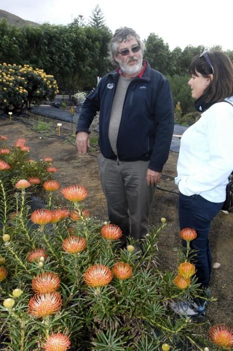 Plantación de proteas