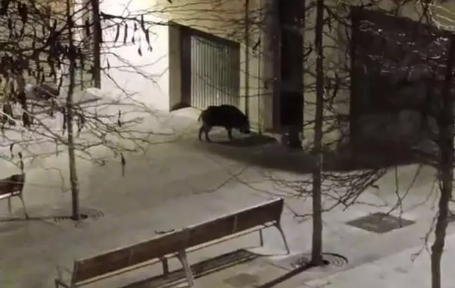 Vídeo | Un senglar es passeja pel centre de Blanes