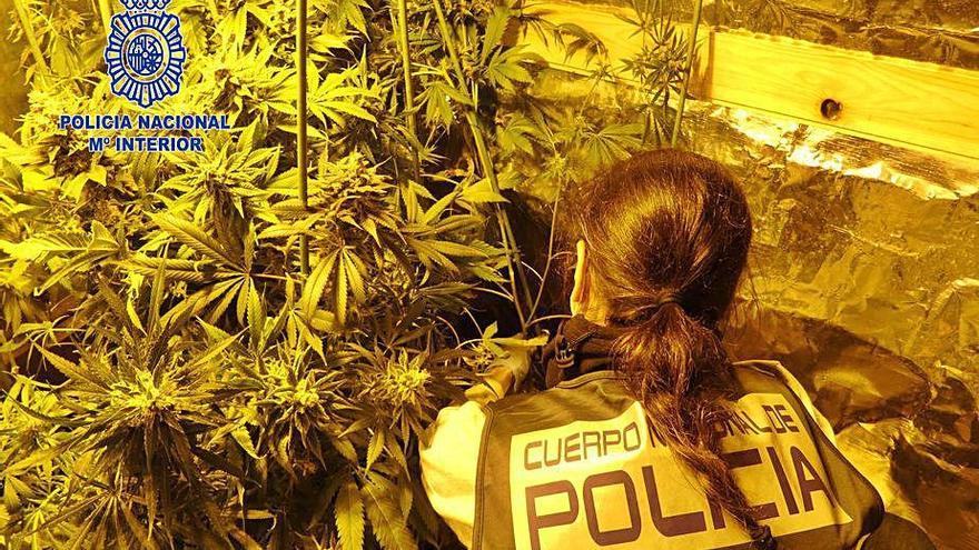 El cultiu de marihuana localitzat a la Torre de Claramunt