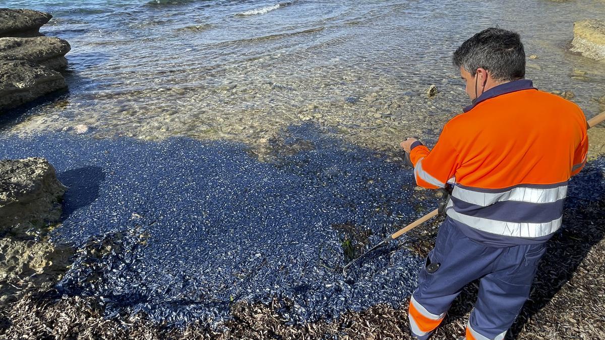 "Lágrimas del mar": así son las medusas velero que han llegado a Alicante