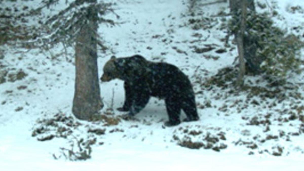 El oso Pyros, en el Pirineo.