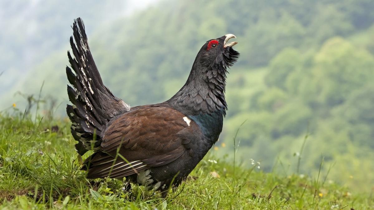 Ejemplar de urogallo cantábrico