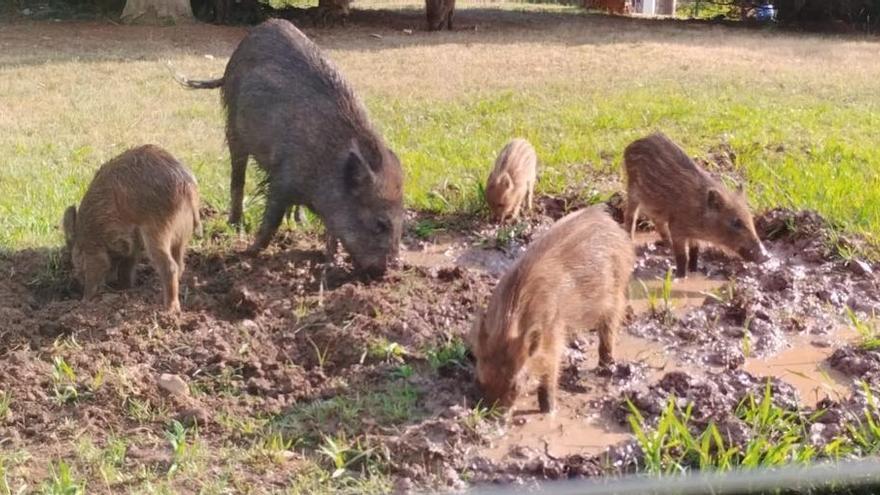Una manada de jabalíes destroza una parcela de cultivo en Salem
