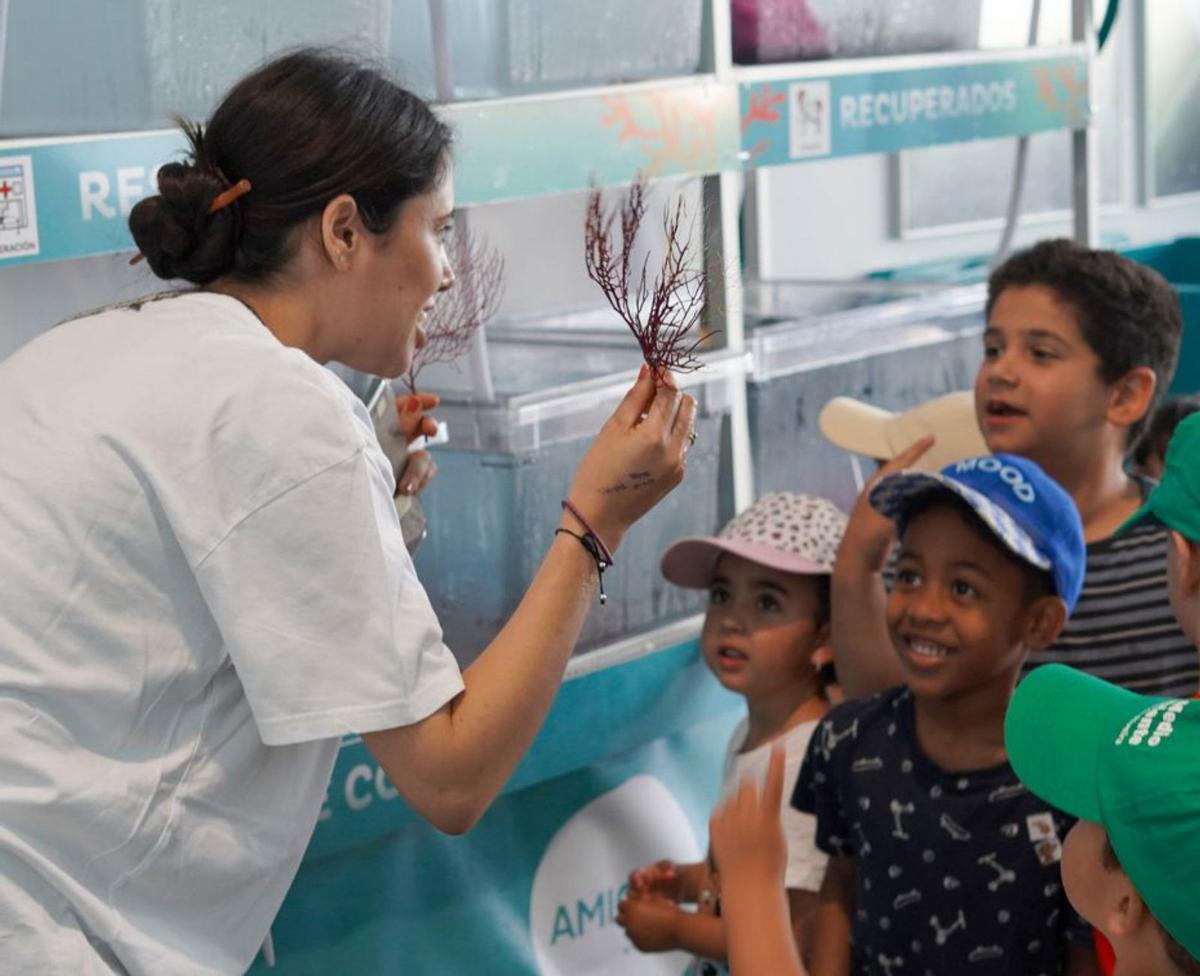 Escolares descubriendo el ‘hospital’ de corales de Amicos. |  A.